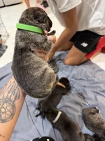 Lime, a male Perro de Presa Canario for sale in Slaton, TX – 5 of 5