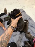 Brown, a male Perro de Presa Canario for sale in Slaton, TX – 4 of 4