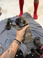 Black, a male Perro de Presa Canario for sale in Slaton, TX – 4 of 6