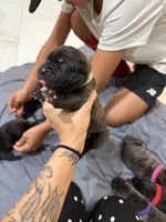 Grey, a male Perro de Presa Canario for sale in Slaton, TX – 4 of 5