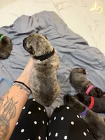 Black, a male Perro de Presa Canario for sale in Slaton, TX – 2 of 6