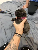 Pink, a female Perro de Presa Canario for sale in Slaton, TX – 5 of 6