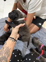 Grey, a male Perro de Presa Canario for sale in Slaton, TX – 3 of 5