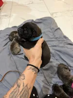 Blue, a male Perro de Presa Canario for sale in Slaton, TX – 3 of 6