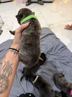 Lime, a male Perro de Presa Canario for sale in Slaton, TX – 4 of 5