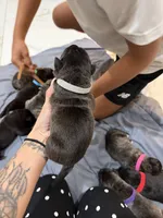 Grey, a male Perro de Presa Canario for sale in Slaton, TX – 2 of 5