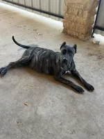 Blue, a male Perro de Presa Canario for sale in Slaton, TX – 6 of 6