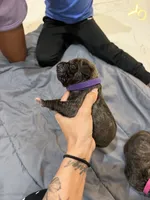 Purple, a female Perro de Presa Canario for sale in Slaton, TX – 6 of 6