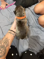 Orange, a female Perro de Presa Canario for sale in Slaton, TX – 2 of 3