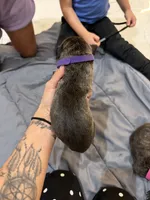 Purple, a female Perro de Presa Canario for sale in Slaton, TX – 5 of 6