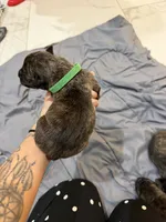 Green, a male Perro de Presa Canario for sale in Slaton, TX – 5 of 5