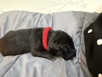 Red, a female Perro de Presa Canario for sale in Slaton, TX – 3 of 4
