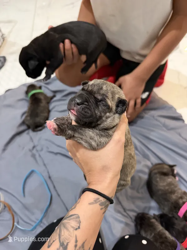 Black – Perro de Presa Canario puppy for sale in Slaton, TX