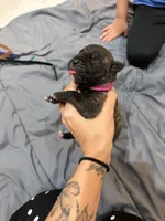 Pink, a female Perro de Presa Canario for sale in Slaton, TX – 3 of 6