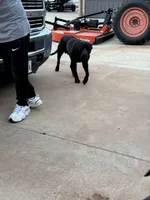 Black, a male Perro de Presa Canario for sale in Slaton, TX – 6 of 6