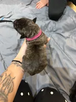 Pink, a female Perro de Presa Canario for sale in Slaton, TX – 2 of 6