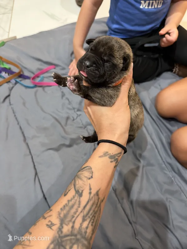Orange – Perro de Presa Canario puppy for sale in Slaton, TX