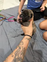 Orange, a female Perro de Presa Canario for sale in Slaton, TX – 1 of 3