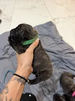 Green, a male Perro de Presa Canario for sale in Slaton, TX – 4 of 5