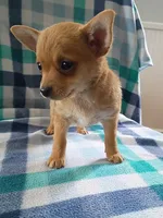 f1, a female Chihuahua for sale in Hancock, MD – 6 of 6