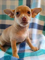 m2, a male Chihuahua for sale in Hancock, MD – 3 of 6