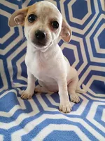 f2, a female Chihuahua for sale in Hancock, MD – 4 of 6