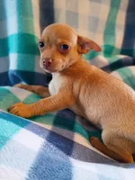 m2, a male Chihuahua for sale in Hancock, MD – 4 of 6