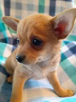 f1, a female Chihuahua for sale in Hancock, MD – 3 of 6