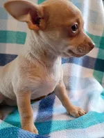 m2, a male Chihuahua for sale in Hancock, MD – 6 of 6