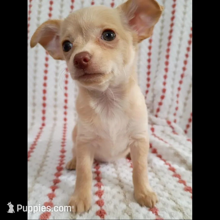 F5, a female Chihuahua for sale in Hancock, MD – Photo 5 of 8