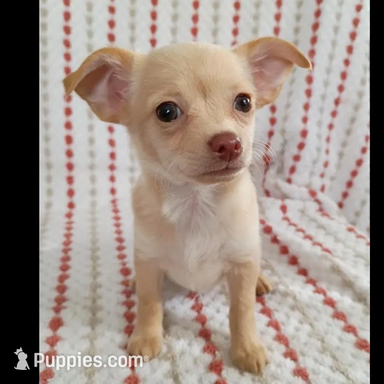 F5, a female Chihuahua for sale in Hancock, MD – Photo 4 of 8