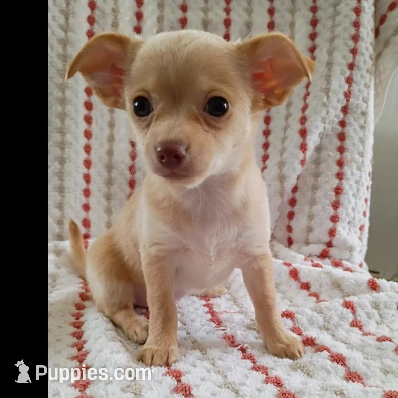 F5, a female Chihuahua for sale in Hancock, MD – Photo 3 of 8