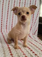 F5, a female Chihuahua for sale in Hancock, MD – Photo 6 of 8