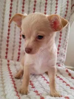 F5, a female Chihuahua for sale in Hancock, MD – Photo 7 of 8