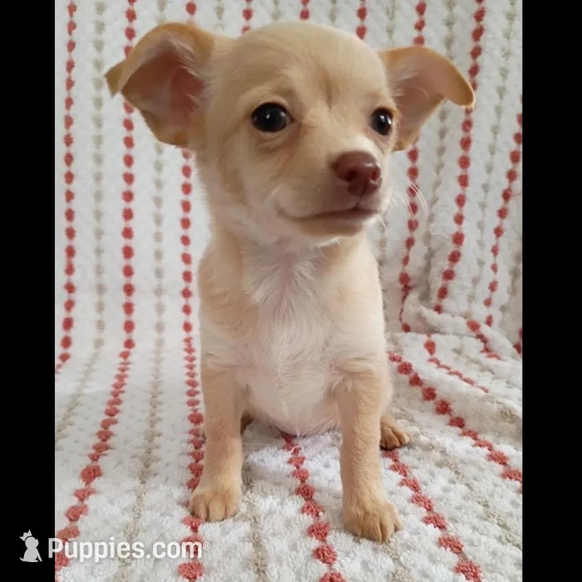 F5, a female Chihuahua for sale in Hancock, MD – Photo 2 of 8