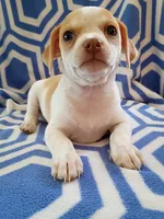 f1, a female Chihuahua for sale in Hancock, MD – 5 of 5