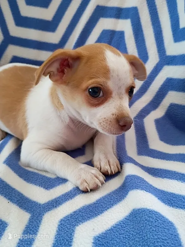 m1 – Chihuahua puppy for sale in Hancock, MD