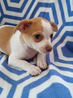 m1, a male Chihuahua for sale in Hancock, MD – 1 of 5