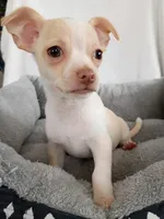 m1, a male Chihuahua for sale in Hancock, MD – Photo 3 of 7