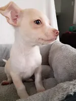 m1, a male Chihuahua for sale in Hancock, MD – Photo 5 of 7