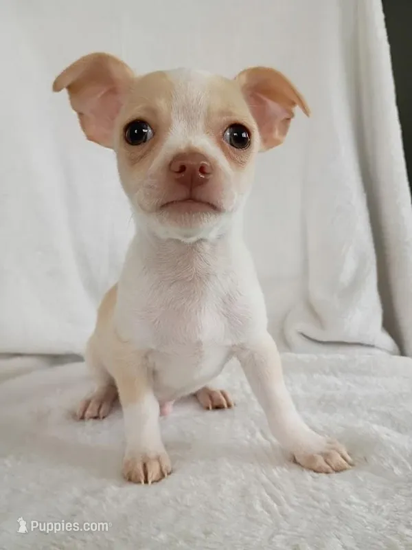 m1 – Chihuahua puppy for sale in Hancock, MD