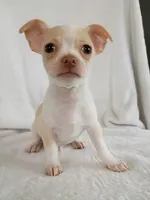 m1, a male Chihuahua for sale in Hancock, MD – Photo 1 of 7