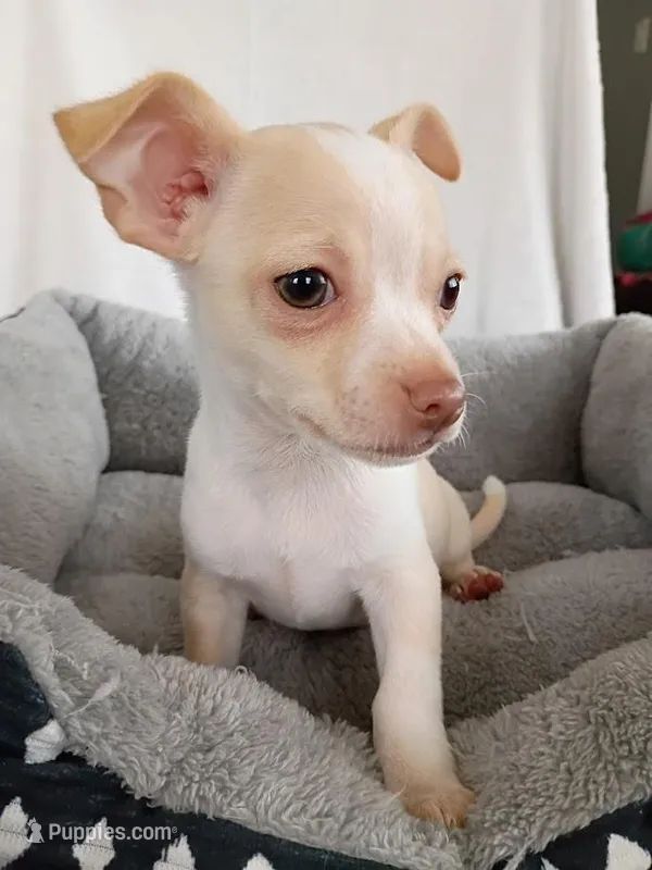 m1 – Chihuahua puppy for sale in Hancock, MD