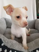 m1, a male Chihuahua for sale in Hancock, MD – Photo 4 of 7