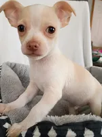 m1, a male Chihuahua for sale in Hancock, MD – Photo 2 of 7