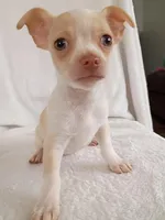 m1, a male Chihuahua for sale in Hancock, MD – Photo 6 of 7