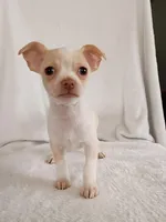 m1, a male Chihuahua for sale in Hancock, MD – Photo 7 of 7