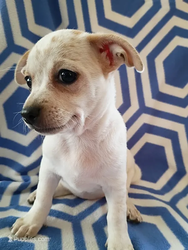 f2 – Chihuahua puppy for sale in Hancock, MD