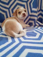 f1, a female Chihuahua for sale in Hancock, MD – 3 of 5
