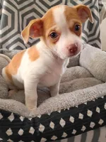 processed/49fdfa0e-3df3-489b-a1e5-9af387102e06/listing/5264c40c-06e2-4970-8de7-b1638279aa00/3261185b-c834-4f2a-9c6b-f662b9754be0